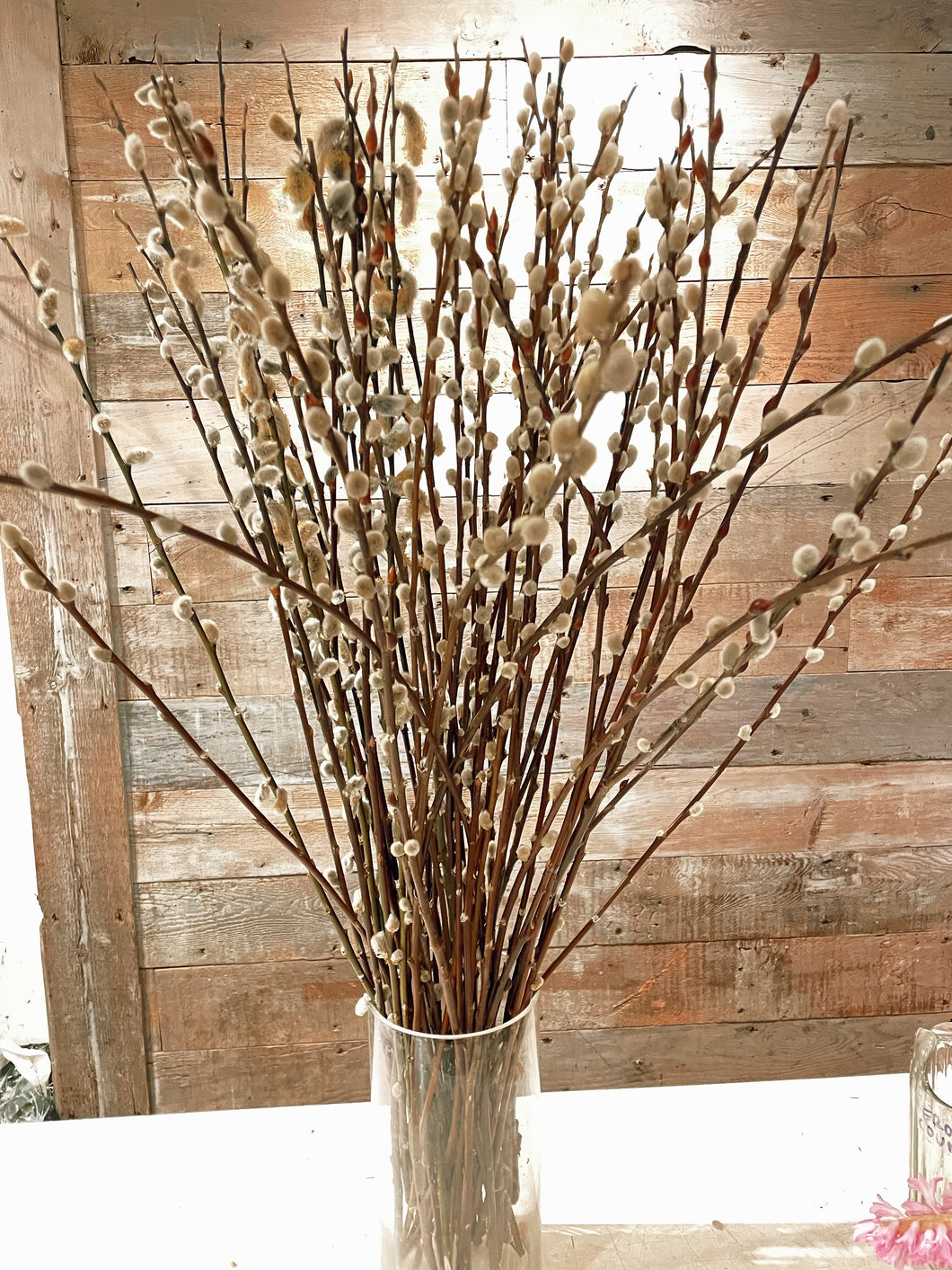 Pussy Willow