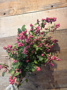 Snowberries