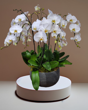 Load image into Gallery viewer, Large 8 Stem Orchid Planter
