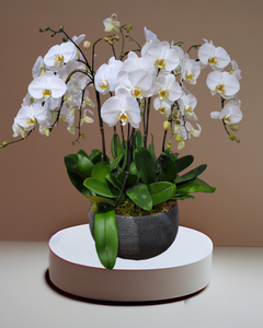 Large 8 Stem Orchid Planter