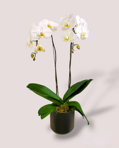 Bespoke Orchid Planter