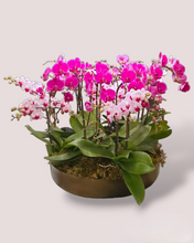 Load image into Gallery viewer, Bespoke Orchid Planter
