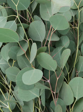 Load image into Gallery viewer, Fresh Eucalyptus Bunch
