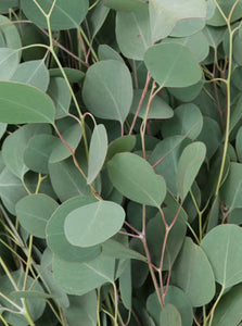 Fresh Eucalyptus Bunch