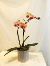 Load image into Gallery viewer, Bespoke Orchid Planter
