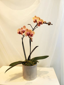 Bespoke Orchid Planter