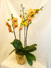 Load image into Gallery viewer, Bespoke Orchid Planter
