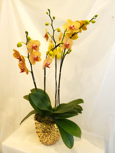 Bespoke Orchid Planter