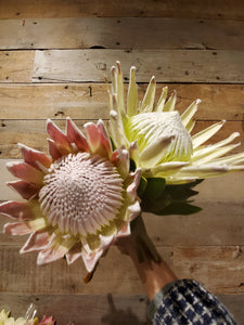 Fresh Cut Proteas