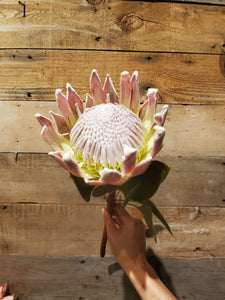 Fresh Cut Proteas