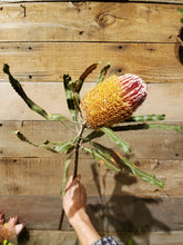 Load image into Gallery viewer, Fresh Cut Proteas
