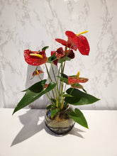 Load image into Gallery viewer, Anthurium Planter
