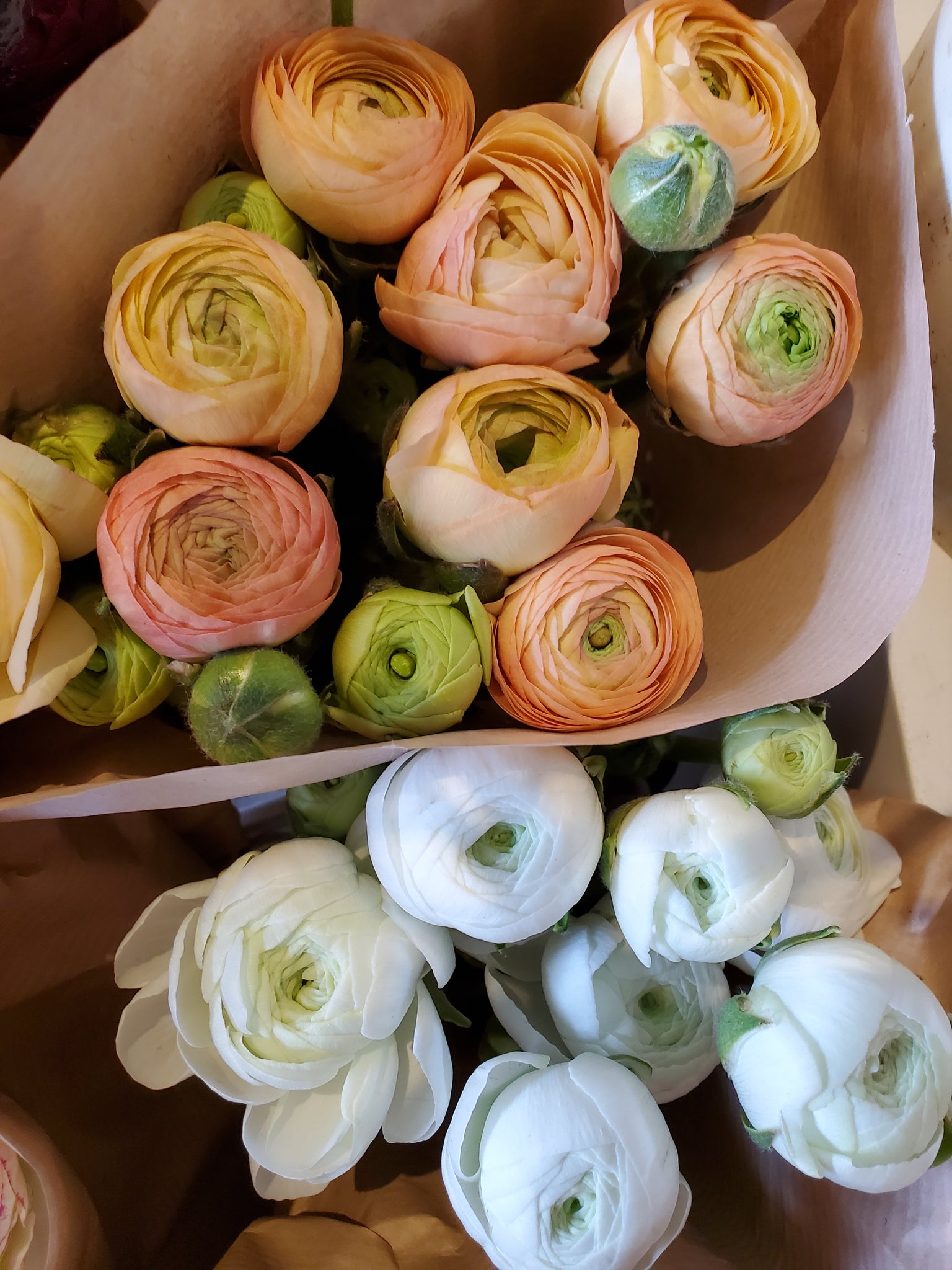 Fresh Cut Ranunculus Fresh Cut Regular Ranunculus – The Granville Island Florist