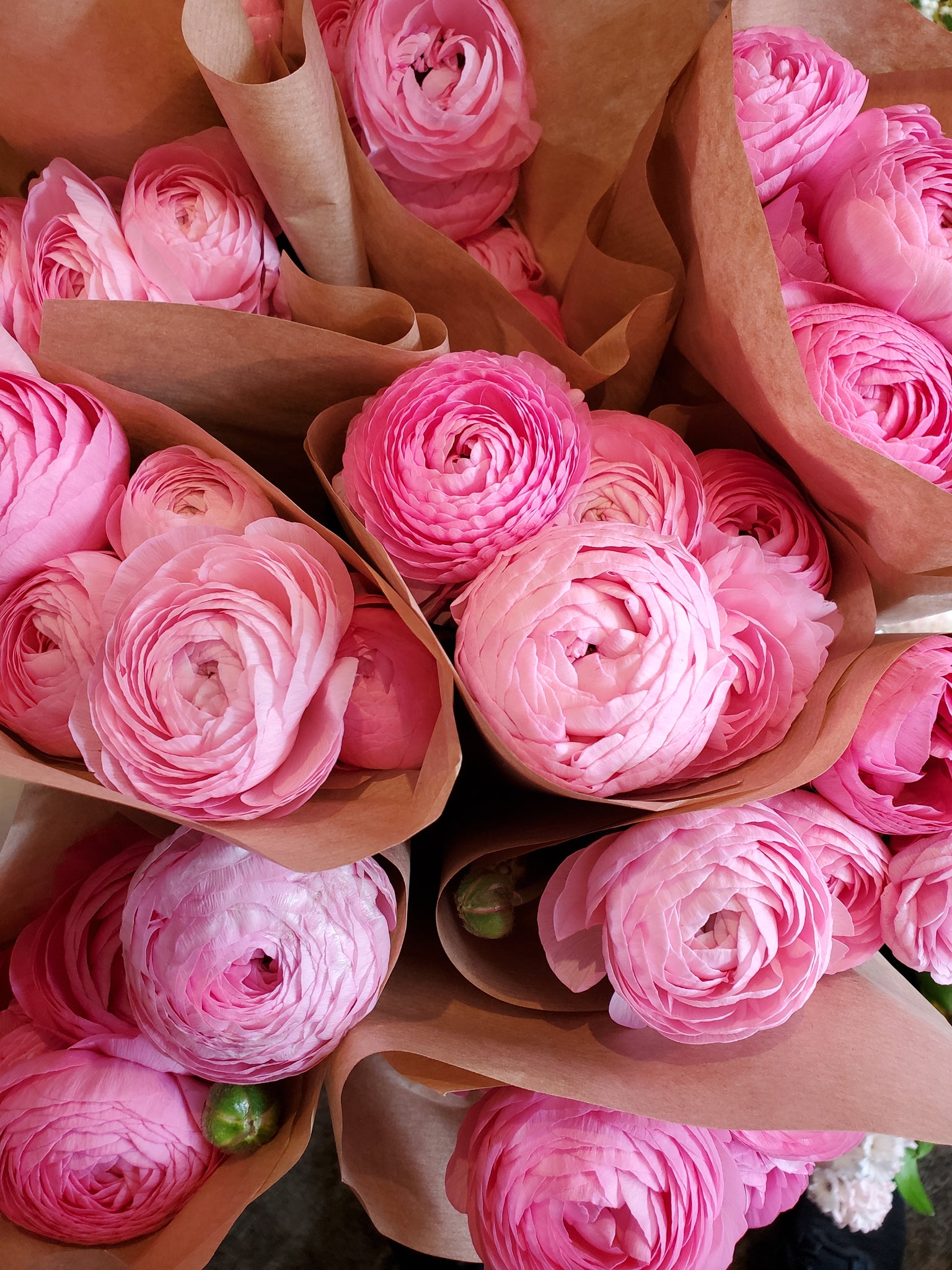 Fresh Cut Ranunculus Fresh Cut Regular Ranunculus – The Granville Island Florist