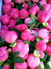Load image into Gallery viewer, Fresh Cut Peonies
