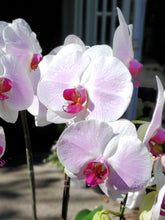 Load image into Gallery viewer, Large White Orchid Planter
