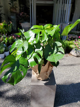 Load image into Gallery viewer, Monstera
