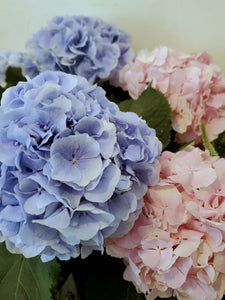 Fresh Cut Hydrangea