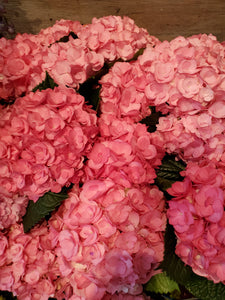 Fresh Cut Hydrangea