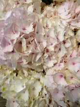 Load image into Gallery viewer, Fresh Cut Hydrangea
