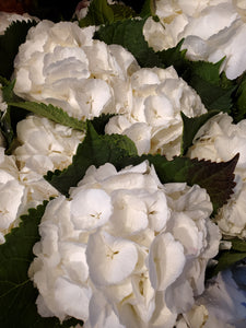 Fresh Cut Hydrangea