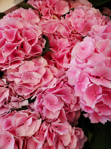 Fresh Cut Hydrangea