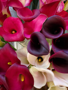 Fresh Cut Calla Lilies