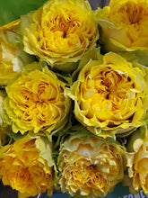 Load image into Gallery viewer, English Garden Roses
