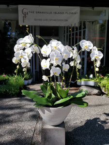 Large White Orchid Planter