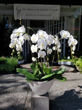 Load image into Gallery viewer, Bespoke Orchid Planter
