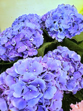 Load image into Gallery viewer, Fresh Cut Hydrangea
