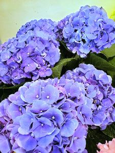 Fresh Cut Hydrangea