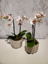 Load image into Gallery viewer, Bespoke Orchid Planter
