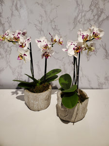 Bespoke Orchid Planter