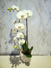 Load image into Gallery viewer, Bespoke Orchid Planter

