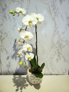 Bespoke Orchid Planter