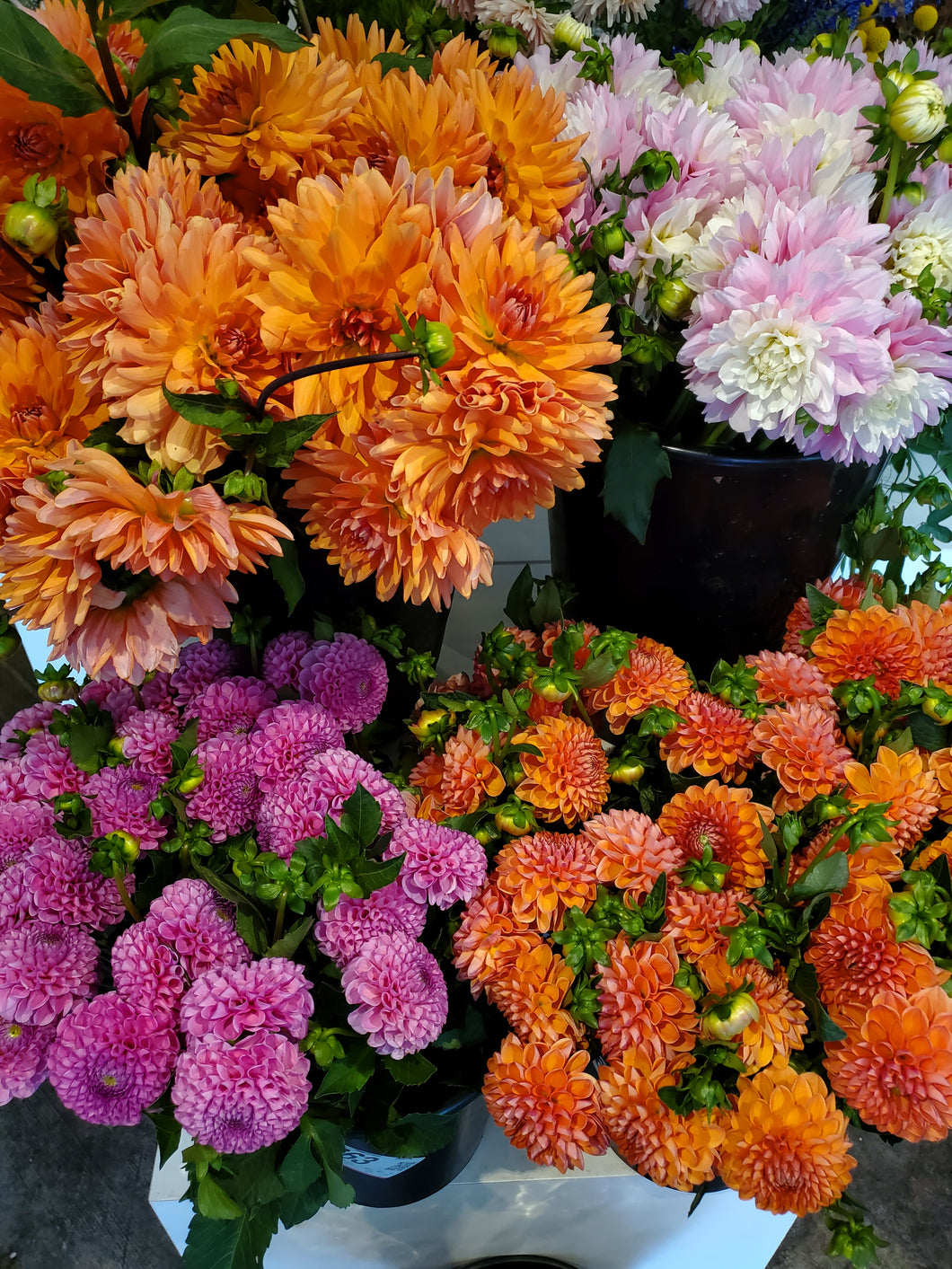 Fresh Cut Dahlias