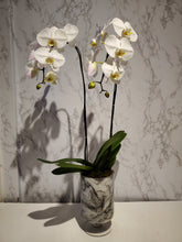 Load image into Gallery viewer, Bespoke Orchid Planter
