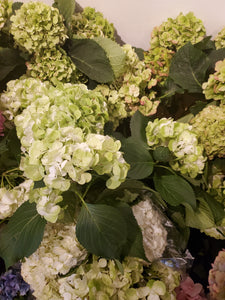 Fresh Cut Hydrangea