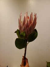Load image into Gallery viewer, Fresh Cut Proteas

