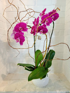 Double-Stem Orchid Planter