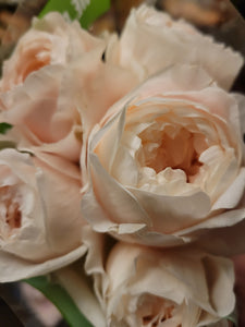 English Garden Roses