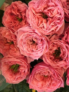 Red Roses