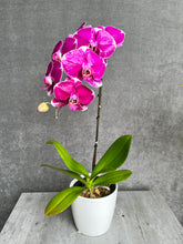 Load image into Gallery viewer, Single-Stem Orchid Planter
