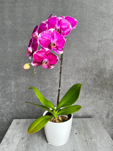 Single-Stem Orchid Planter