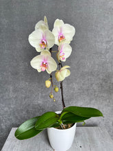 Load image into Gallery viewer, Single-Stem Orchid Planter
