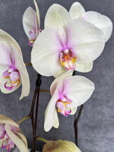 Single-Stem Orchid Planter