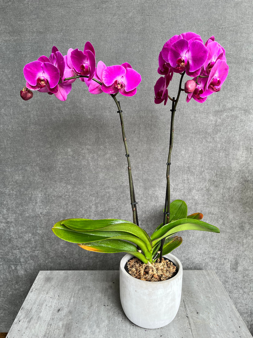 Double-Stem (Non-White) Orchid Planter