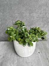 Load image into Gallery viewer, Jade Plant
