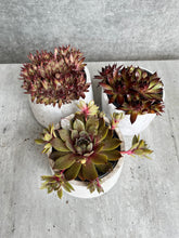 Load image into Gallery viewer, Succulent Planter
